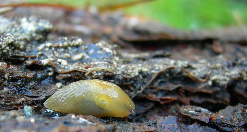 Malacolimax tenellus (O.F. Mller, 1774)  da Campiglio (TN)