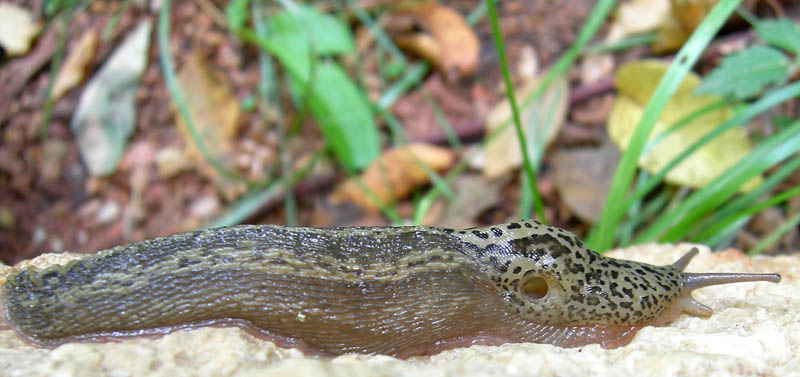 Limax cf.veronensis da Monte Reale (TN)