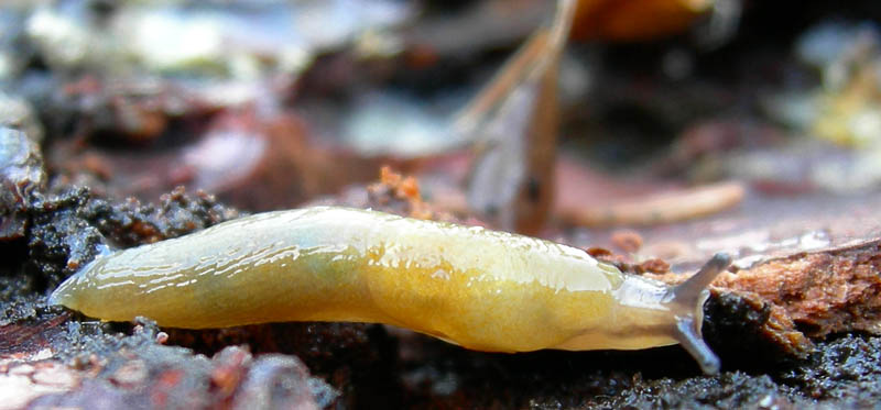 Malacolimax tenellus (O.F. Mller, 1774)  da Campiglio (TN)