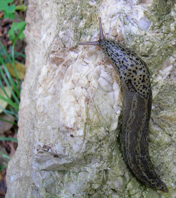 Limax cf.veronensis da Monte Reale (TN)