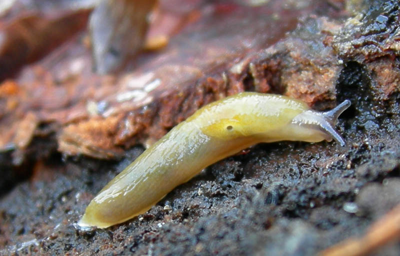 Malacolimax tenellus (O.F. Mller, 1774)  da Campiglio (TN)