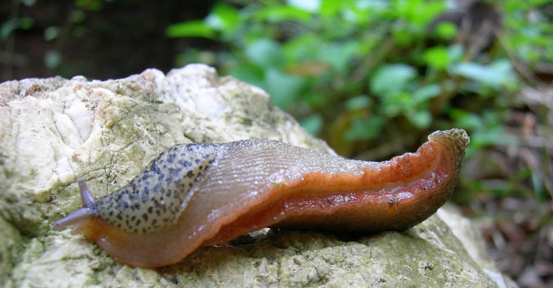 Limax cf.veronensis da Monte Reale (TN)