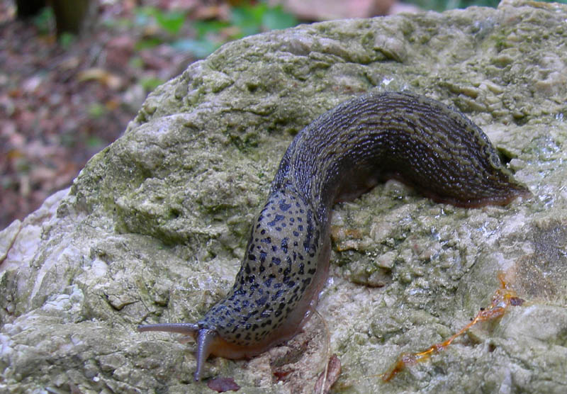 Limax cf.veronensis da Monte Reale (TN)