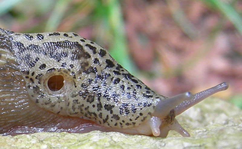 Limax cf.veronensis da Monte Reale (TN)