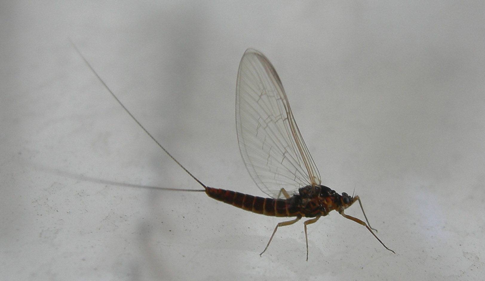 Baetis sp. - Ravina (TN)