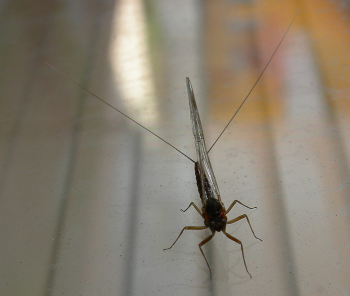 Baetis sp. - Ravina (TN)