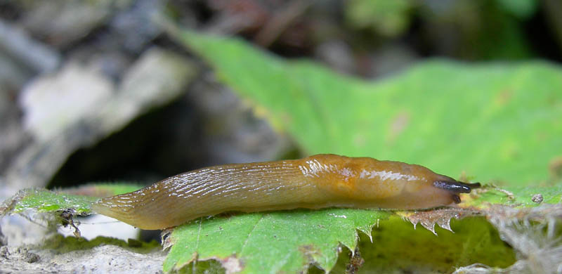 Malacolimax tenellus (O.F. Mller, 1774)  da Campiglio (TN)