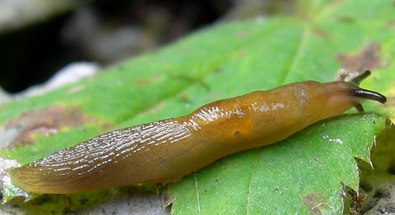 Malacolimax tenellus (O.F. Mller, 1774)  da Campiglio (TN)