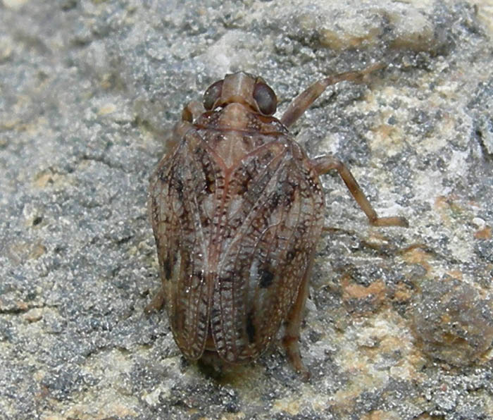 Issus sp.