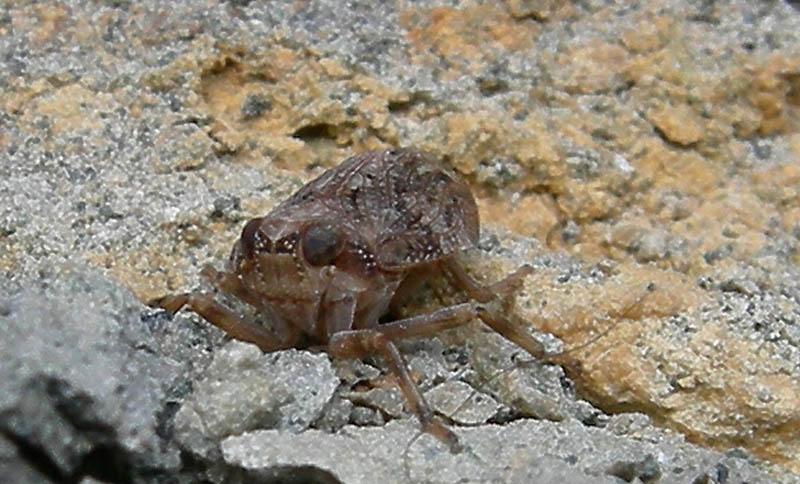 Issus sp.
