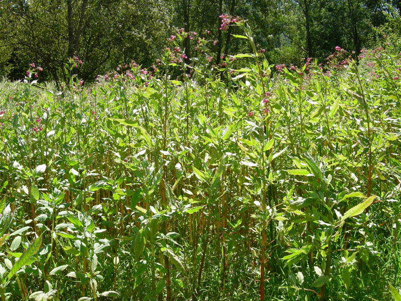 Impatiens glandulifera / Balsamina ghiandolosa