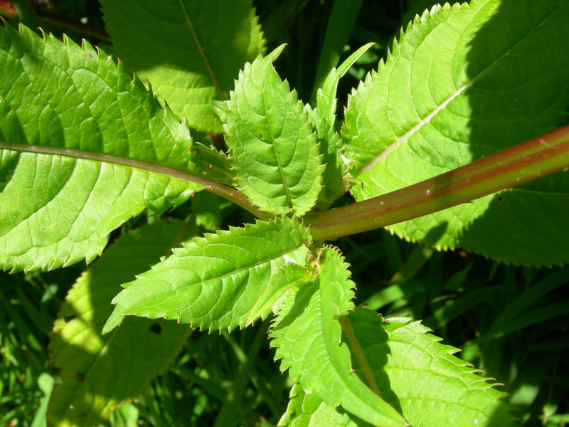 Impatiens glandulifera / Balsamina ghiandolosa