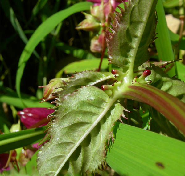 Impatiens glandulifera / Balsamina ghiandolosa