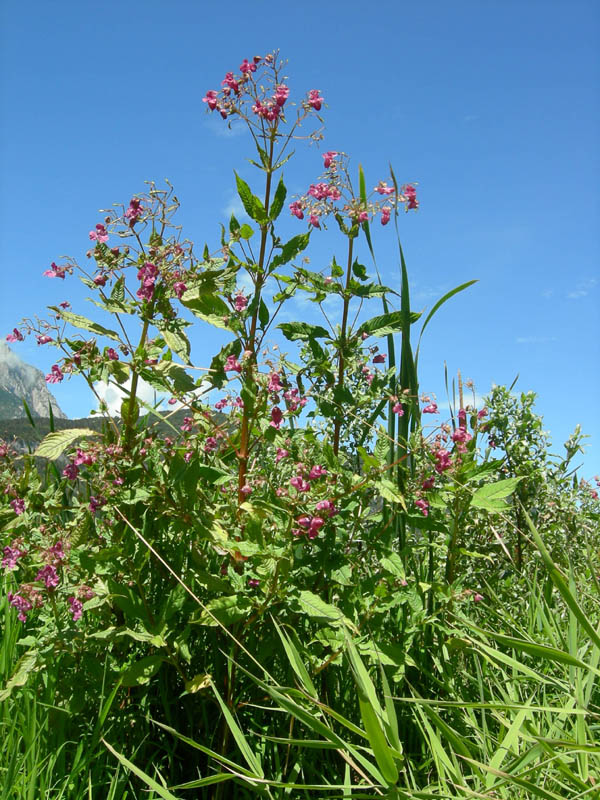 Impatiens glandulifera / Balsamina ghiandolosa