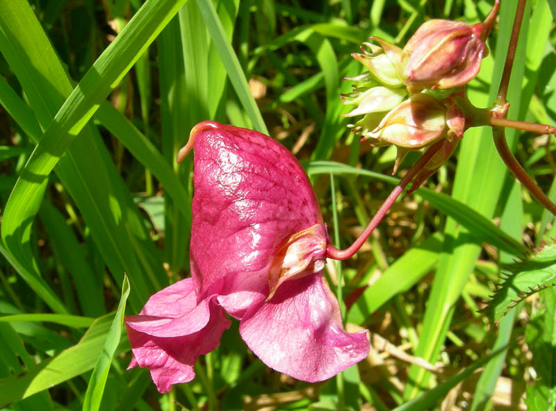 Impatiens glandulifera / Balsamina ghiandolosa