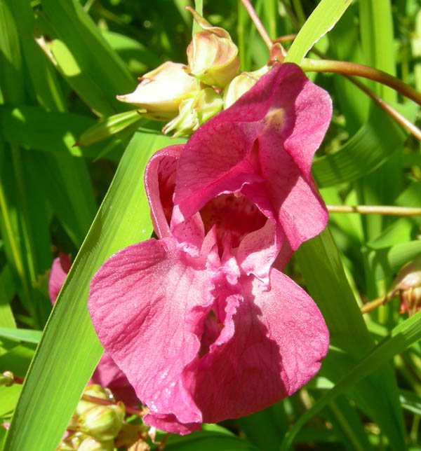 Impatiens glandulifera / Balsamina ghiandolosa
