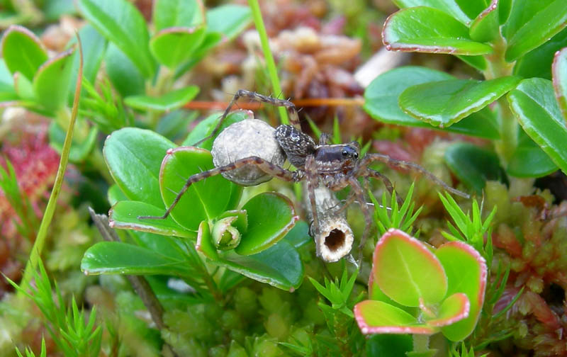 Pardosa sp. con  