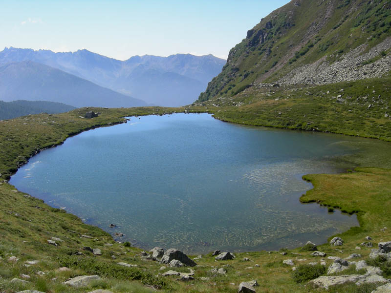 Rane e tritoni....lago nel Lagorai (TN)