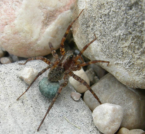 Pardosa sp.