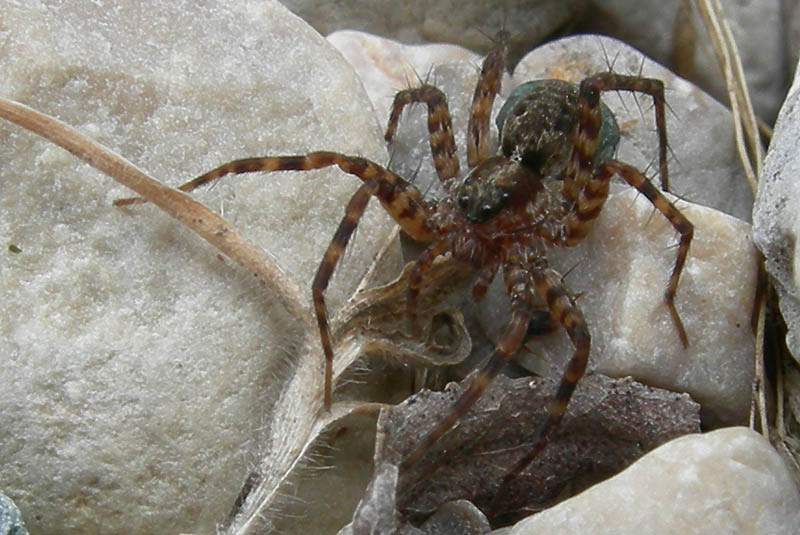Pardosa sp.