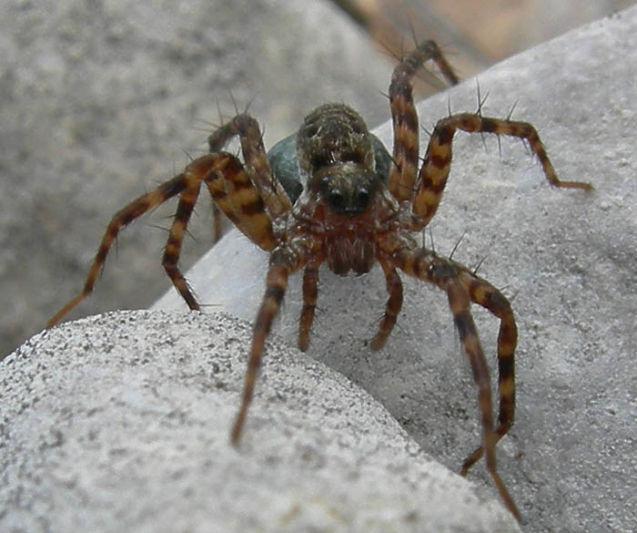 Pardosa sp.