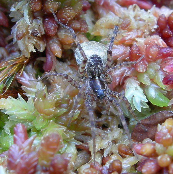 Pardosa sp. con  