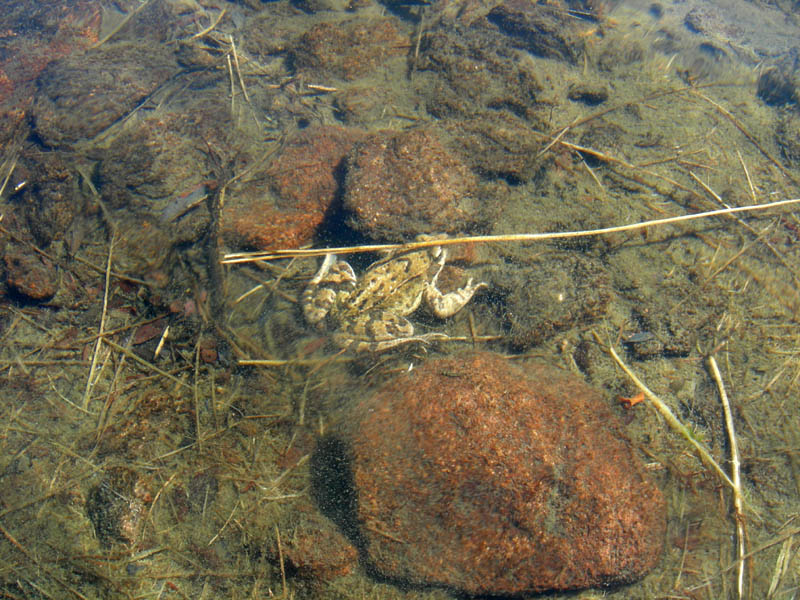 Rane e tritoni....lago nel Lagorai (TN)