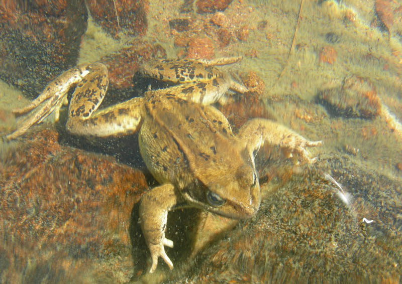 Rane e tritoni....lago nel Lagorai (TN)