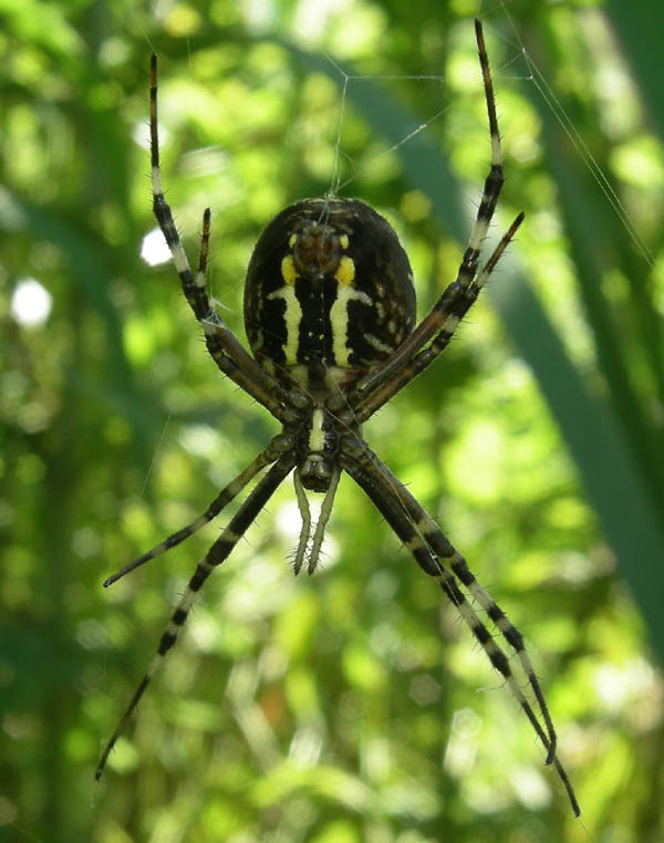 Argiope bruennichi