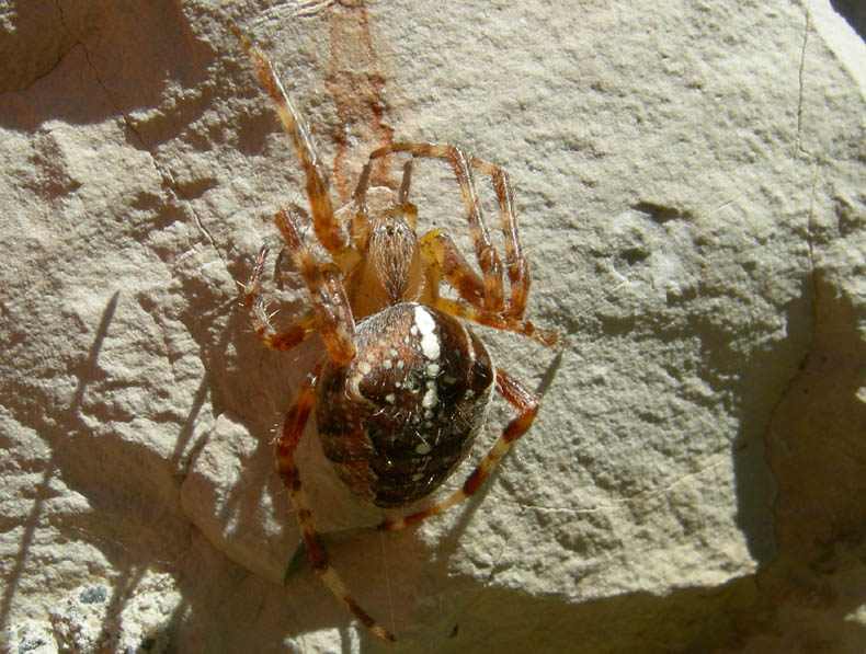 Araneus diadematus