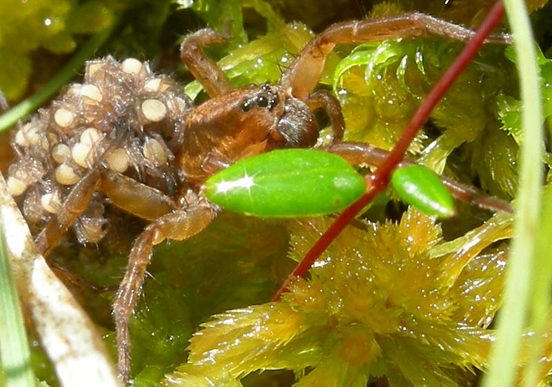 Pardosa sp. con  