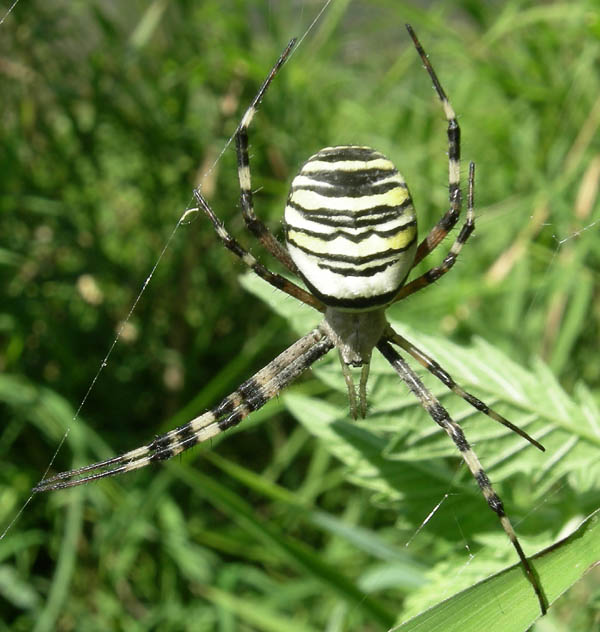 Argiope bruennichi