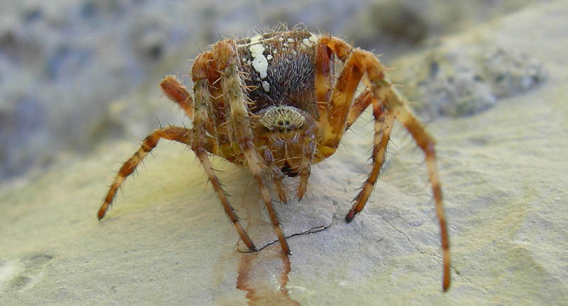 Araneus diadematus