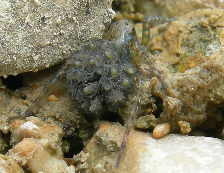 Lycosidae