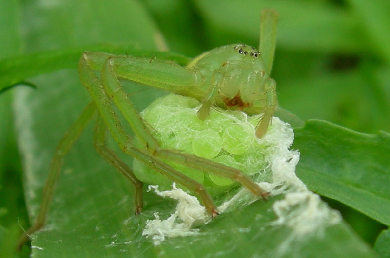Micrommata virescens con ovisacco