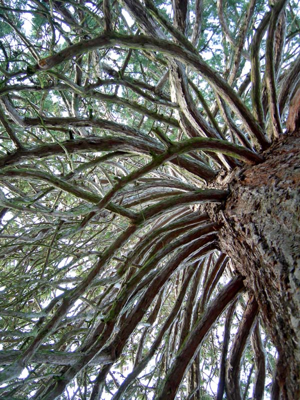 Fotografiamo gli alberi monumentali