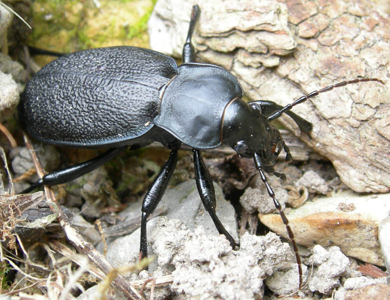 Carabus coriaceus