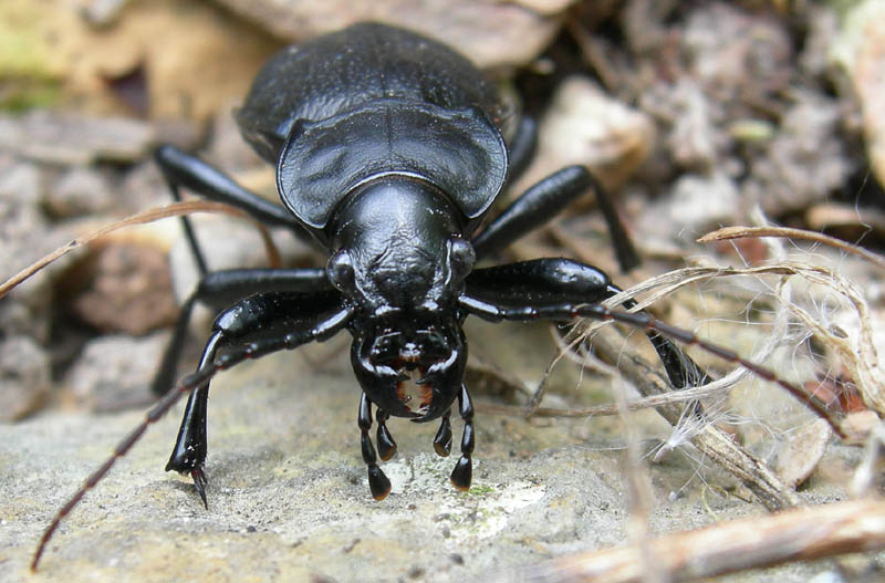 Carabus coriaceus