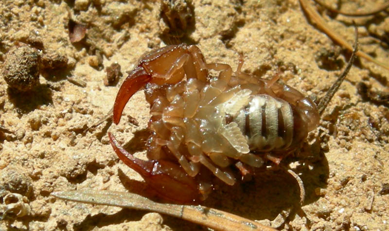 Euscorpius sp.