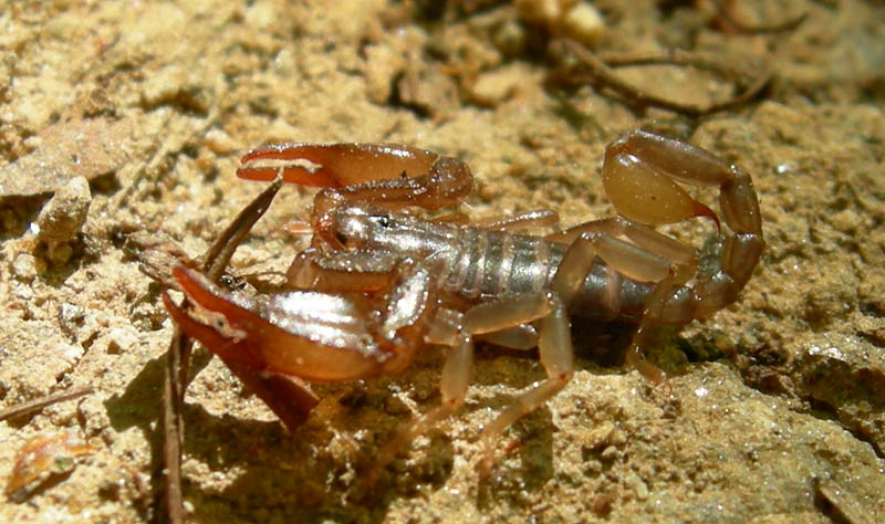 Euscorpius sp.