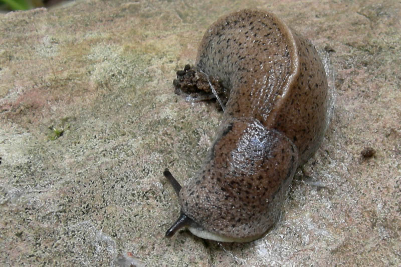 Tandonia rustica...da Monte Reale (TN)