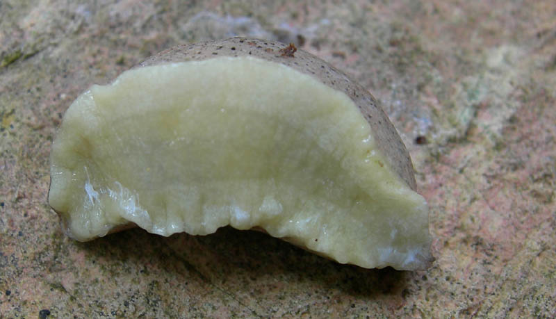 Tandonia rustica...da Monte Reale (TN)