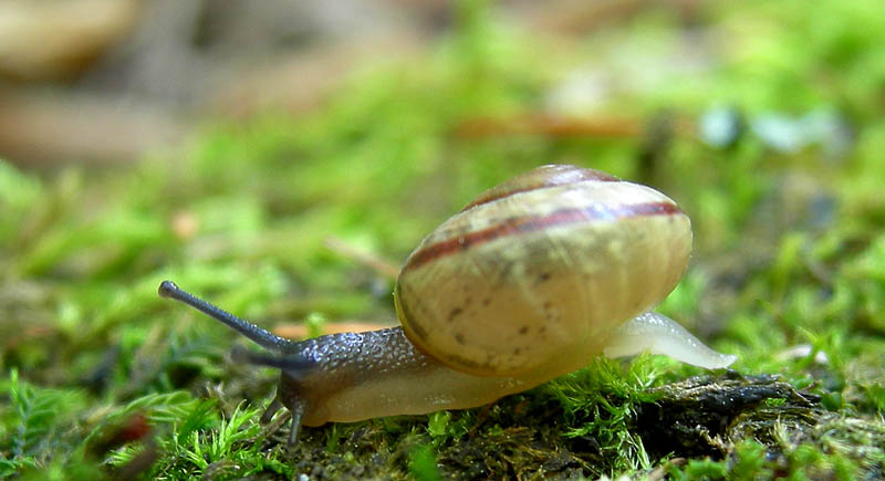 Arianta arbustorum arbustorum (Linnaeus, 1758)