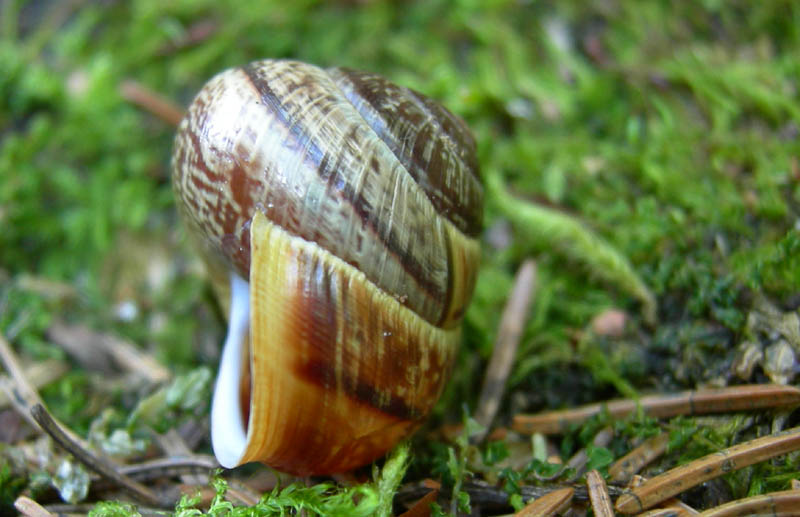 Arianta arbustorum arbustorum (Linnaeus, 1758)