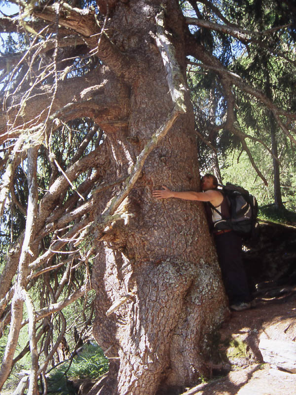 Fotografiamo gli alberi monumentali