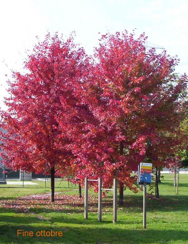 Aceri di monte rossi in autunno?