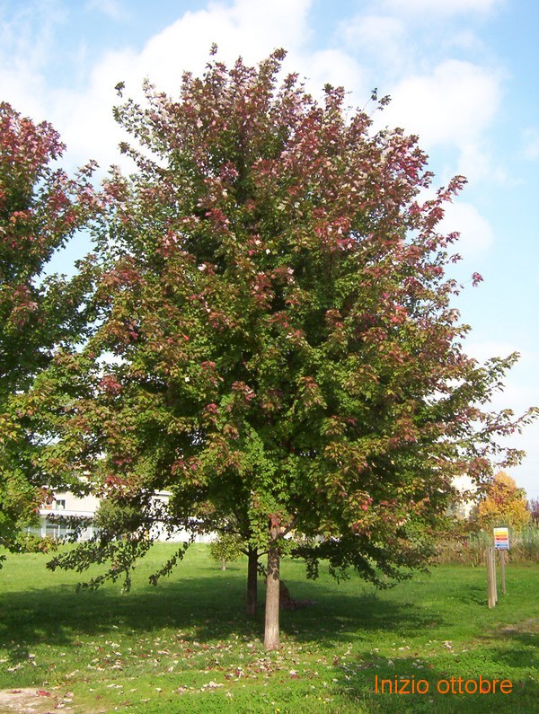 Aceri di monte rossi in autunno?