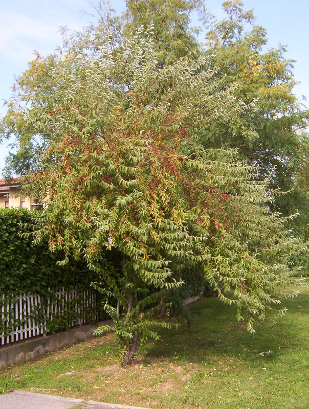 Albero con bacche rosse