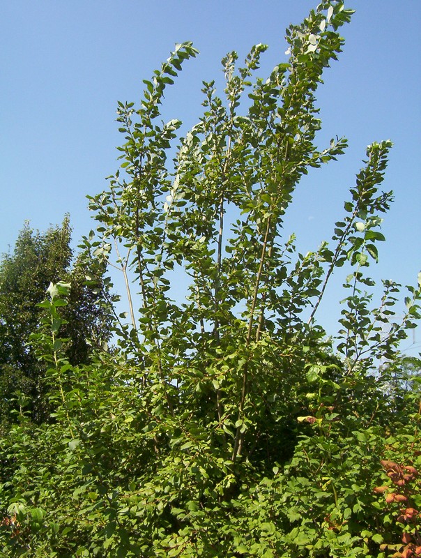 albero spontaneo presso laghetto