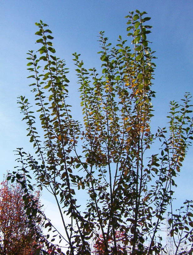 albero spontaneo presso laghetto